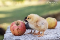 La pomme ou la poule